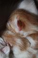 kittens 012